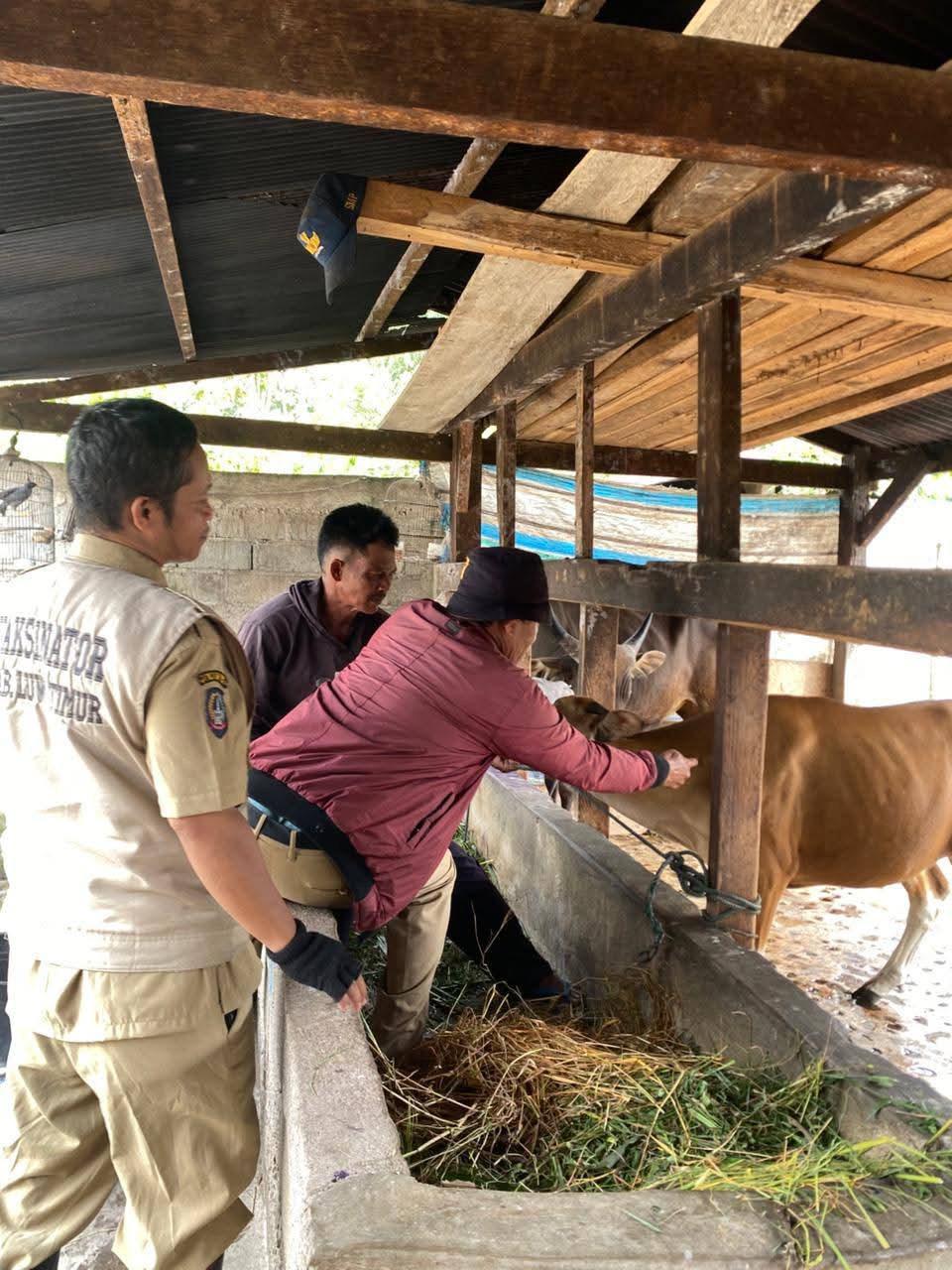 PMK Pemerintah Kabupaten Luwu Timur Tahap Kedua Vaksinasi dan Booster Hewan – Adopsi Masyarakat