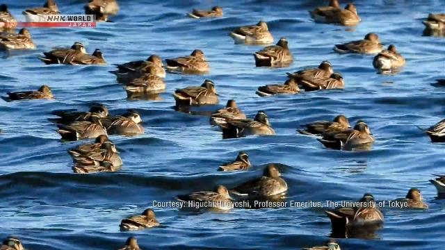 Pantai kecelakaan kecelakaan airomobile |NHK World - Jepang